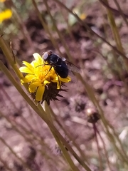 Copestylum scutellatum