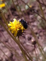 Copestylum scutellatum