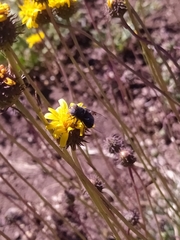 Copestylum scutellatum