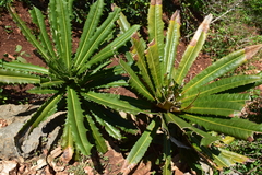 Theophrasta jussieui