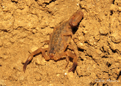 Tityus martinpaechi