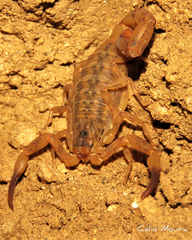 Tityus martinpaechi