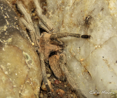 Dolichothele exilis