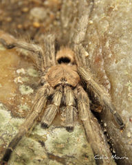 Dolichothele exilis