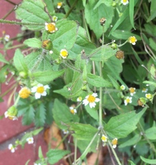 Galinsoga quadriradiata