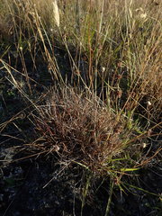 Luzula ulophylla