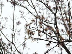 Acer rubrum image