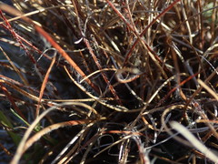 Luzula ulophylla