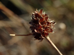 Luzula ulophylla