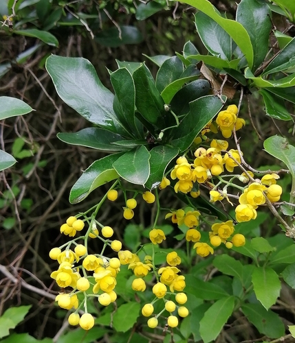Berberis hallii