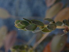 Myriophyllum triphyllum