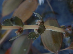Myriophyllum triphyllum