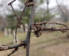 Podosphaera phytoptophila