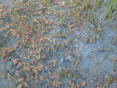 Myriophyllum triphyllum