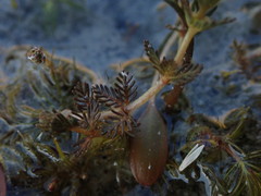 Myriophyllum triphyllum