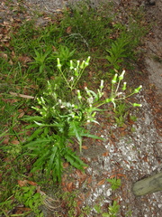 Erechtites hieraciifolius image