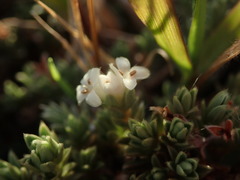 Pimelea sericeovillosa pulvinaris