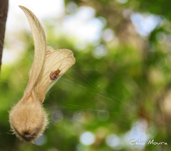 Nihonhimea tesselata