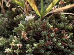 Pimelea sericeovillosa pulvinaris