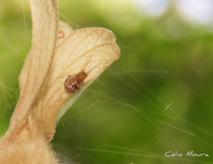 Nihonhimea tesselata