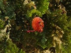 Pyuridae