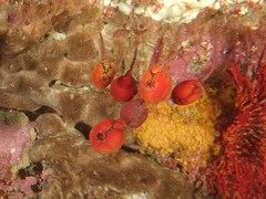 Pyuridae