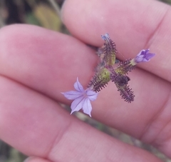 Plumbago pulchella