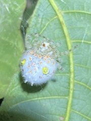 Ordgarius magnificus