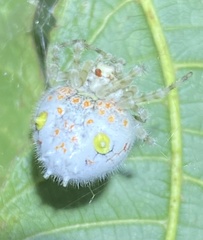 Ordgarius magnificus