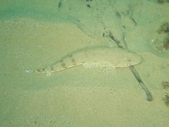 Platycephalus caeruleopunctatus