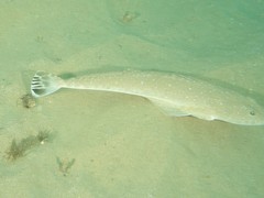 Platycephalus caeruleopunctatus