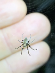 Poltys illepidus