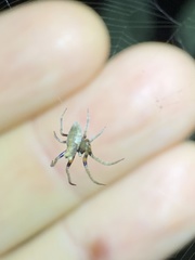 Poltys illepidus