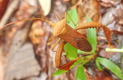 Acanthocephala ochracea
