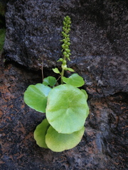 Umbilicus botryoides