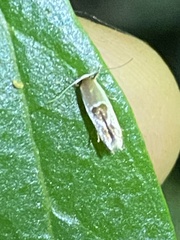 Stathmopoda megathyma
