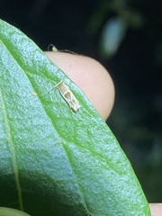 Stathmopoda megathyma