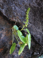 Umbilicus botryoides