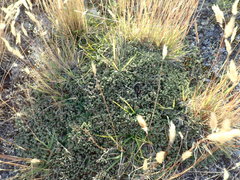 Pimelea sericeovillosa pulvinaris