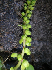 Umbilicus botryoides