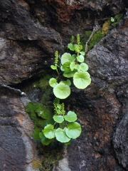 Umbilicus botryoides