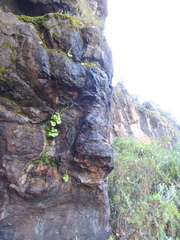 Umbilicus botryoides