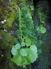 Umbilicus botryoides