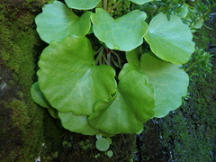 Umbilicus botryoides