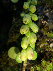 Umbilicus botryoides