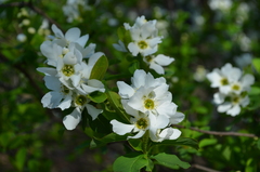 Exochorda