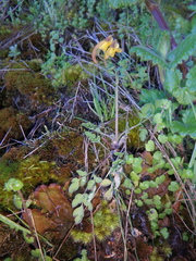Corydalis mildbraedii