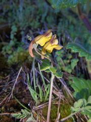 Corydalis mildbraedii