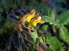Corydalis mildbraedii