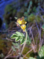 Corydalis mildbraedii
